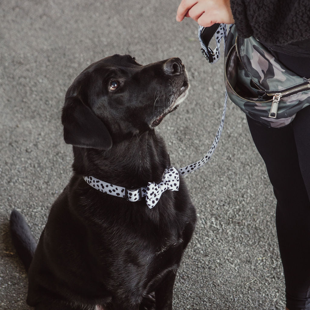 Black Speckle Dog Collar - 4 Sizes