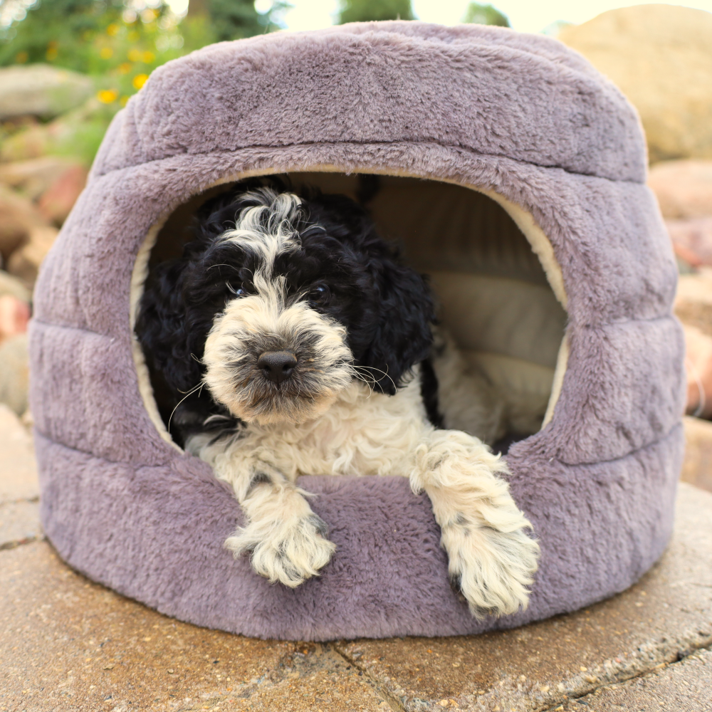 gray round dog bed