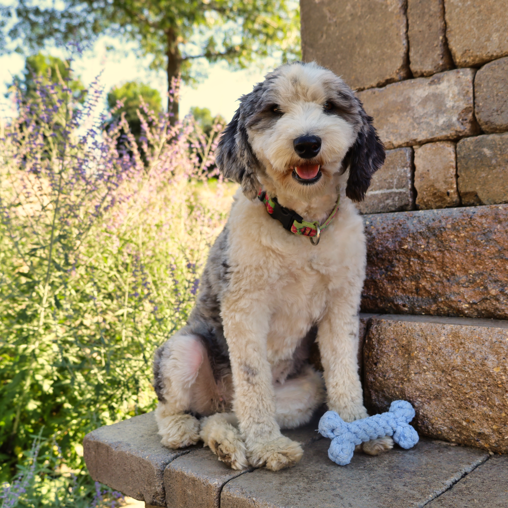 rope dog bone