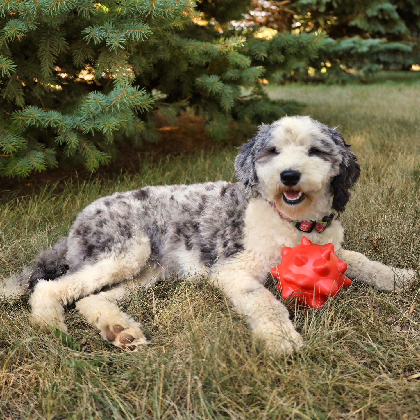 rubber dog toy