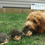 Miniz - 3 Hedgehog Dog Toys