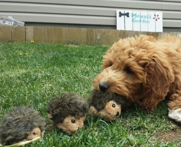 Miniz - 3 Hedgehog Dog Toys