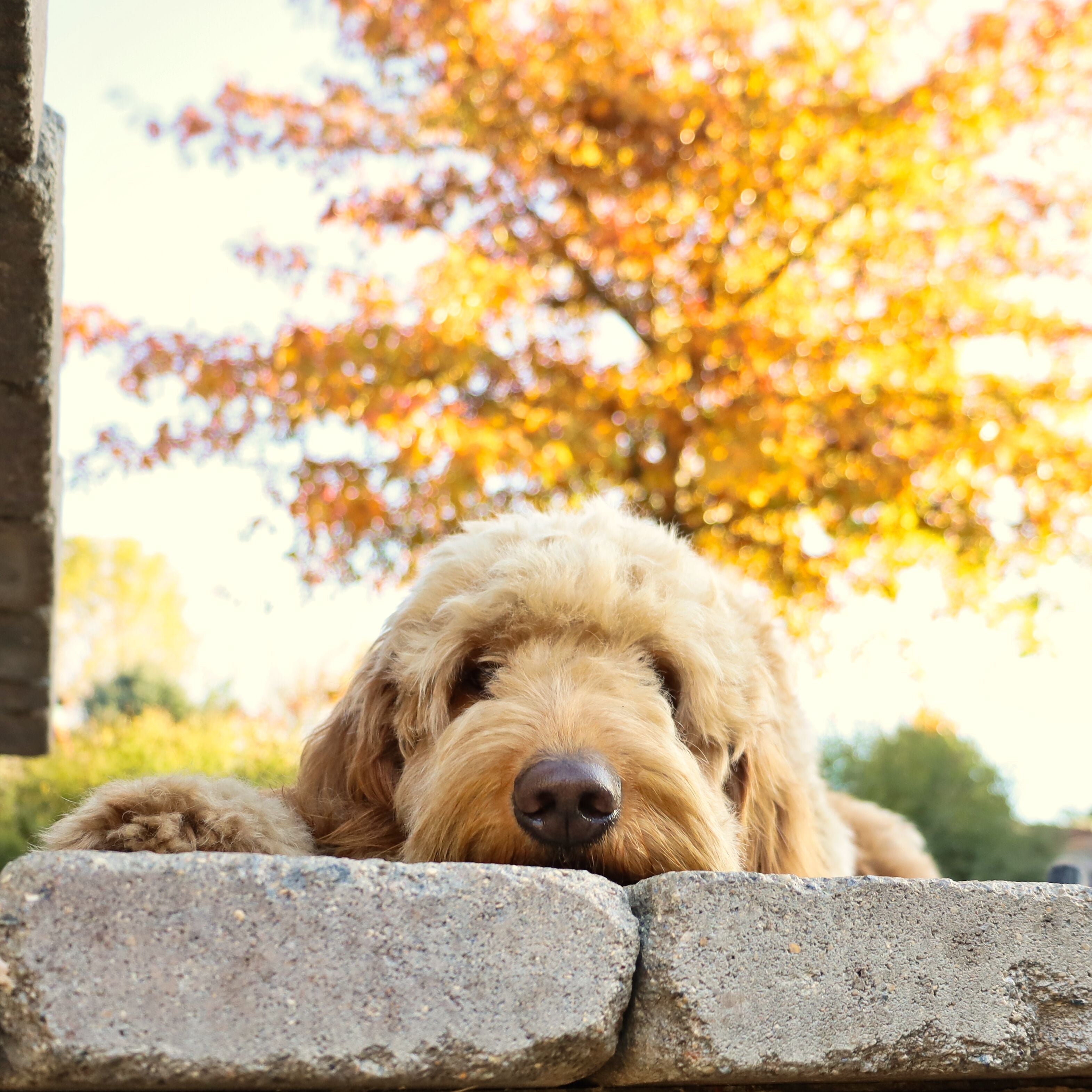 high quality dog supplies