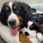 SmartBeat Snuggle Puppy - Bernese