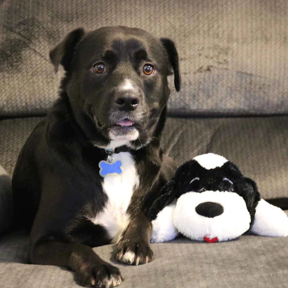 SmartBeat Snuggle Puppy - Black & White