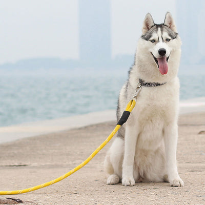 Climbers Rope Leashes for Dogs