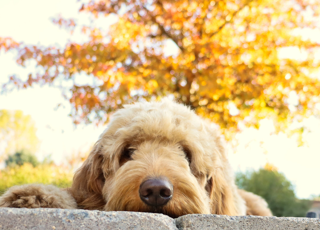 professional dog supplies