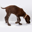 Reflective Dog Collar - 4 Colors