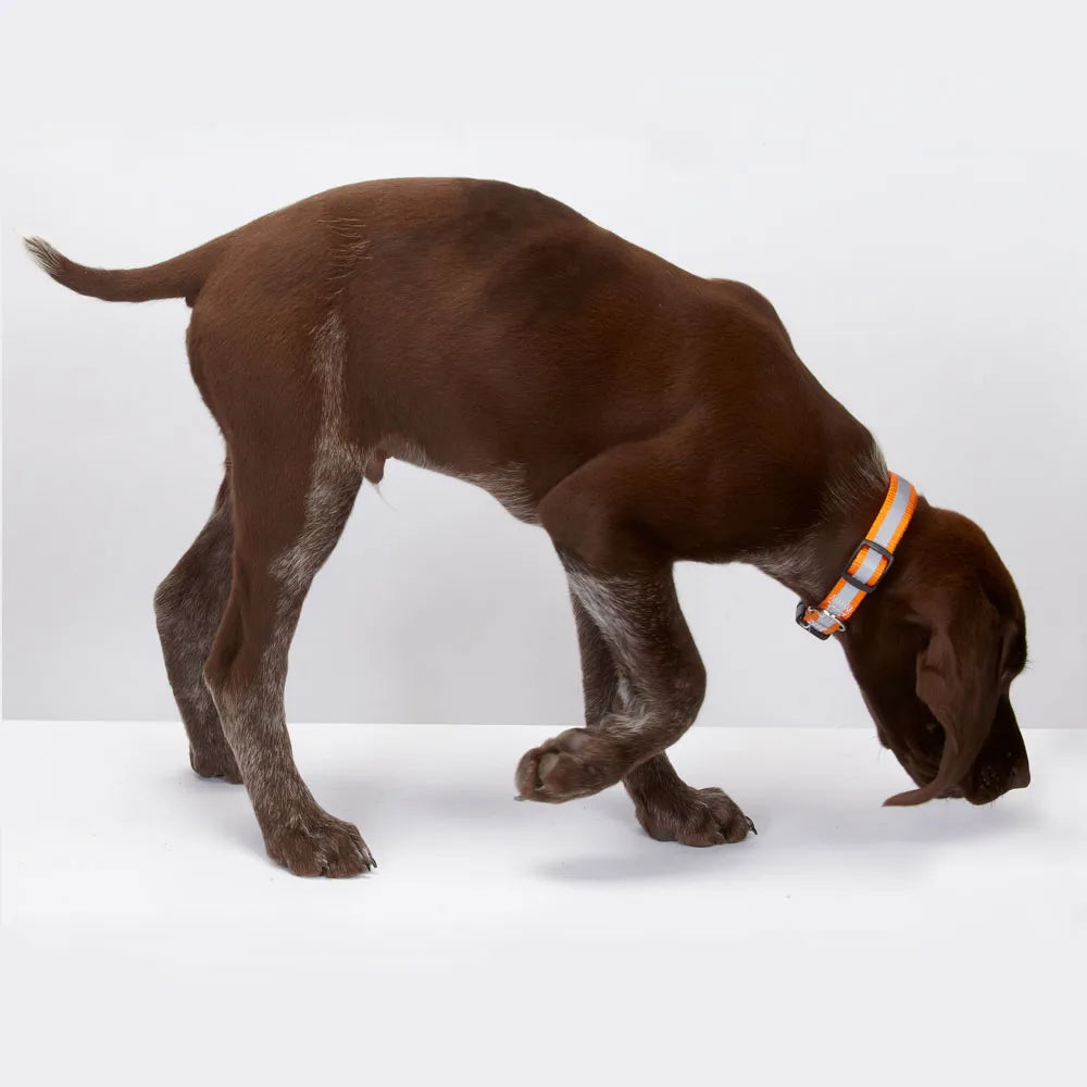 Reflective Dog Collar - 4 Colors