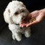 Loving Pets Houndations Training Treats