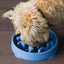 slow dog bowl