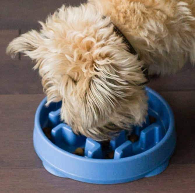 Outward Hound Fun Feeder Slo Bowl - Slow Feeder Dog Bowl Turquoise