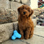 west paw dog toy