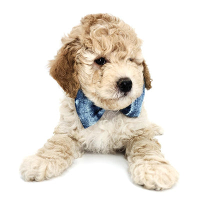 Indigo Mud Cloth Dog Bow Tie - Little Paws Unleashed