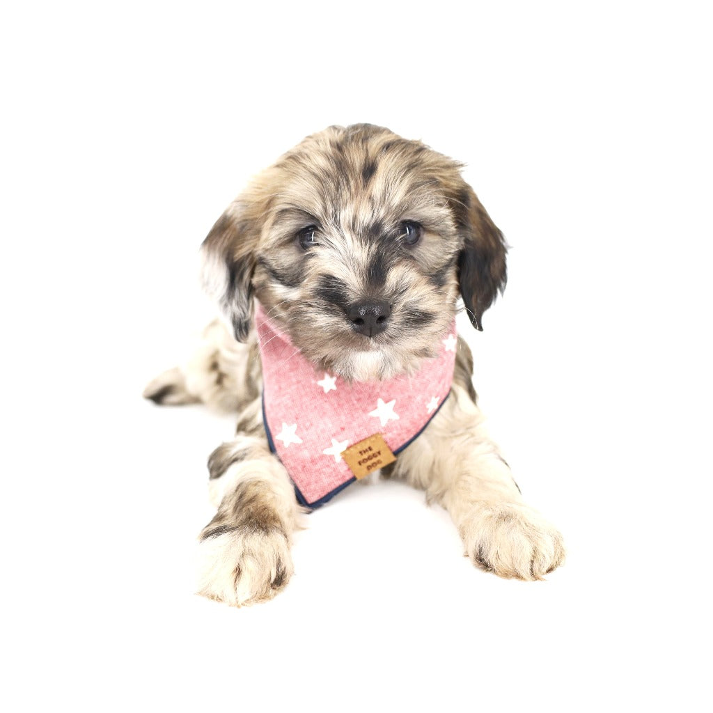 Lucky Stars Bandana – Little Paws Unleashed