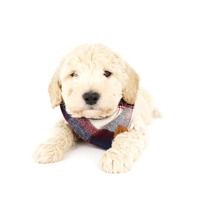 Red Flannel Bandana