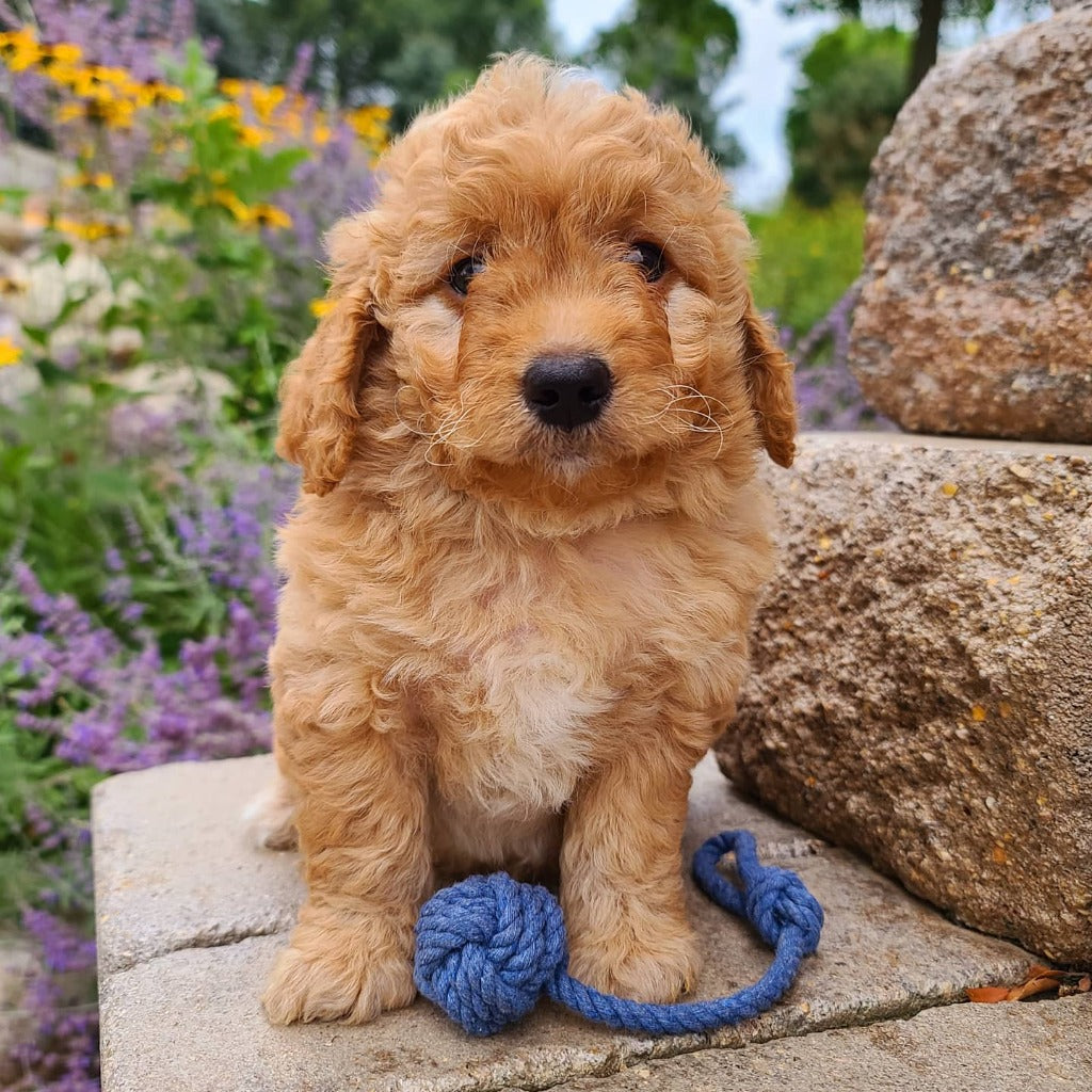 Small Puppy Tug of War Chew Toy