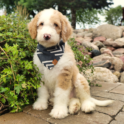 bandana for dogs