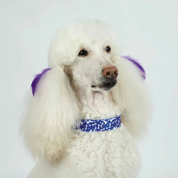 blue dog collar