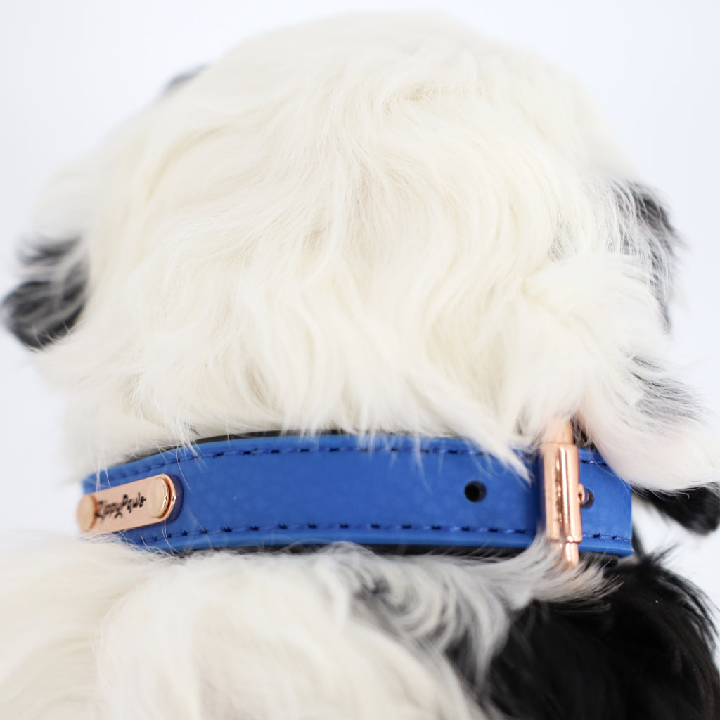 blue puppy collars