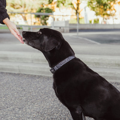 Black Leopard Collar - 4 Sizes