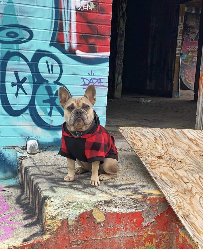 cute red plaid dog puppy hoodie