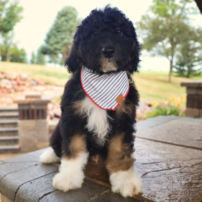 dog bandana