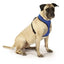 harness for dogs