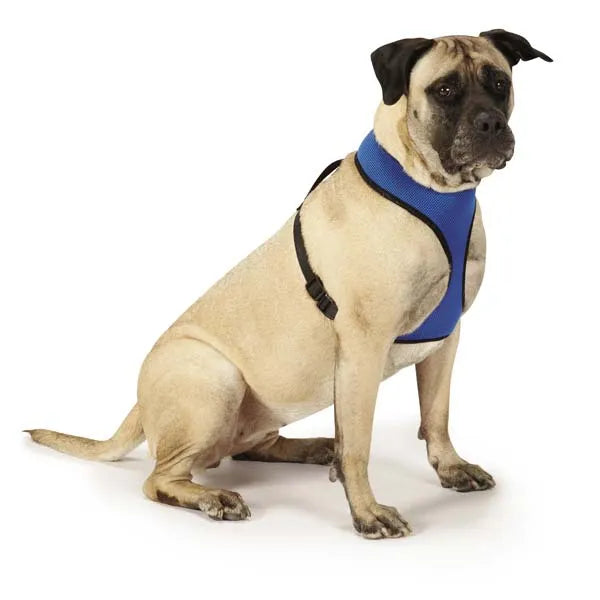harness for dogs