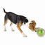 interactive balls for dogs