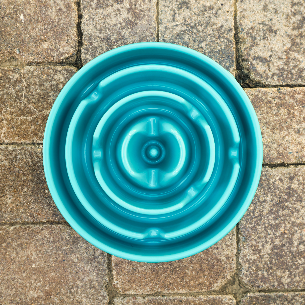 interactive turquoise dog slow bowl