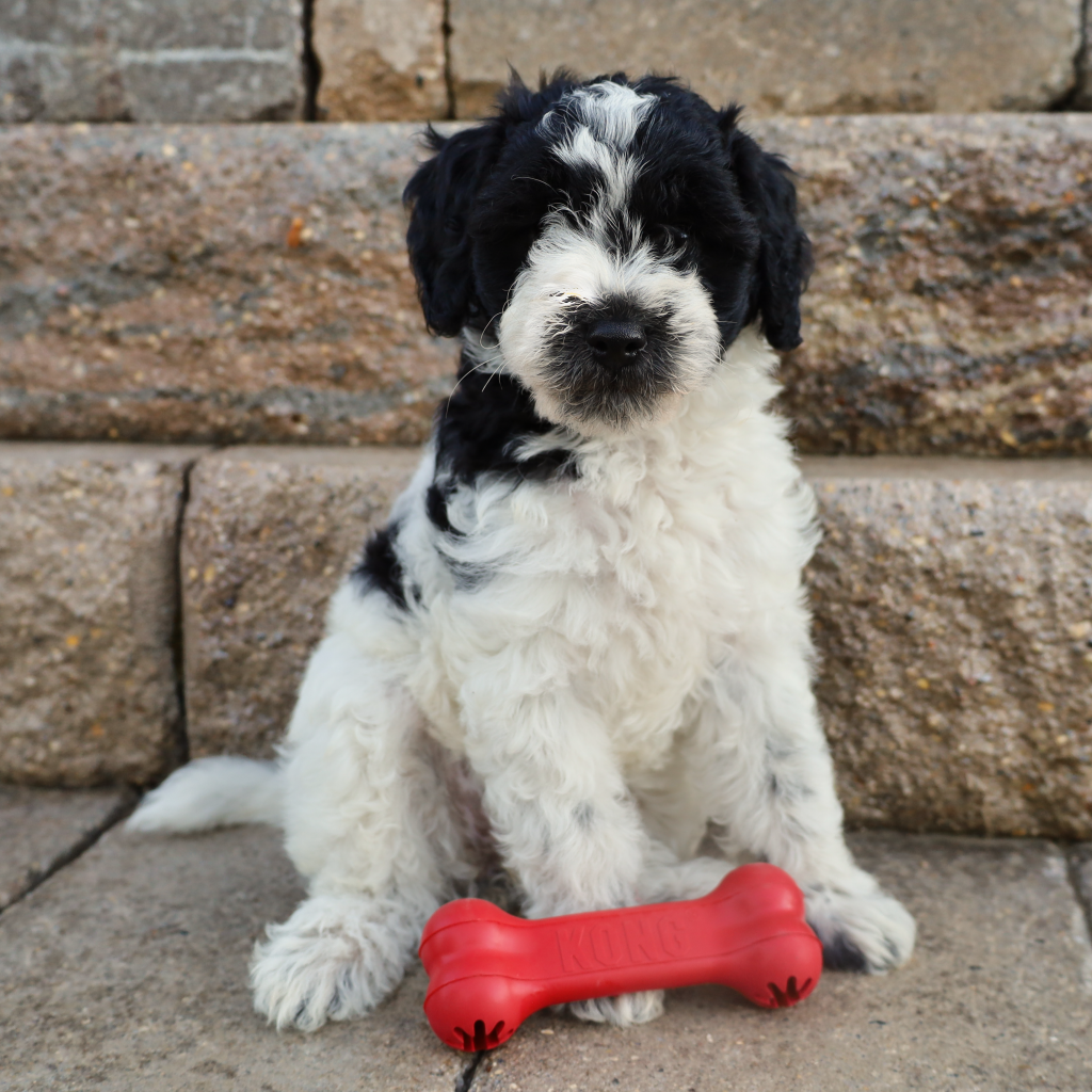 kong dog toys