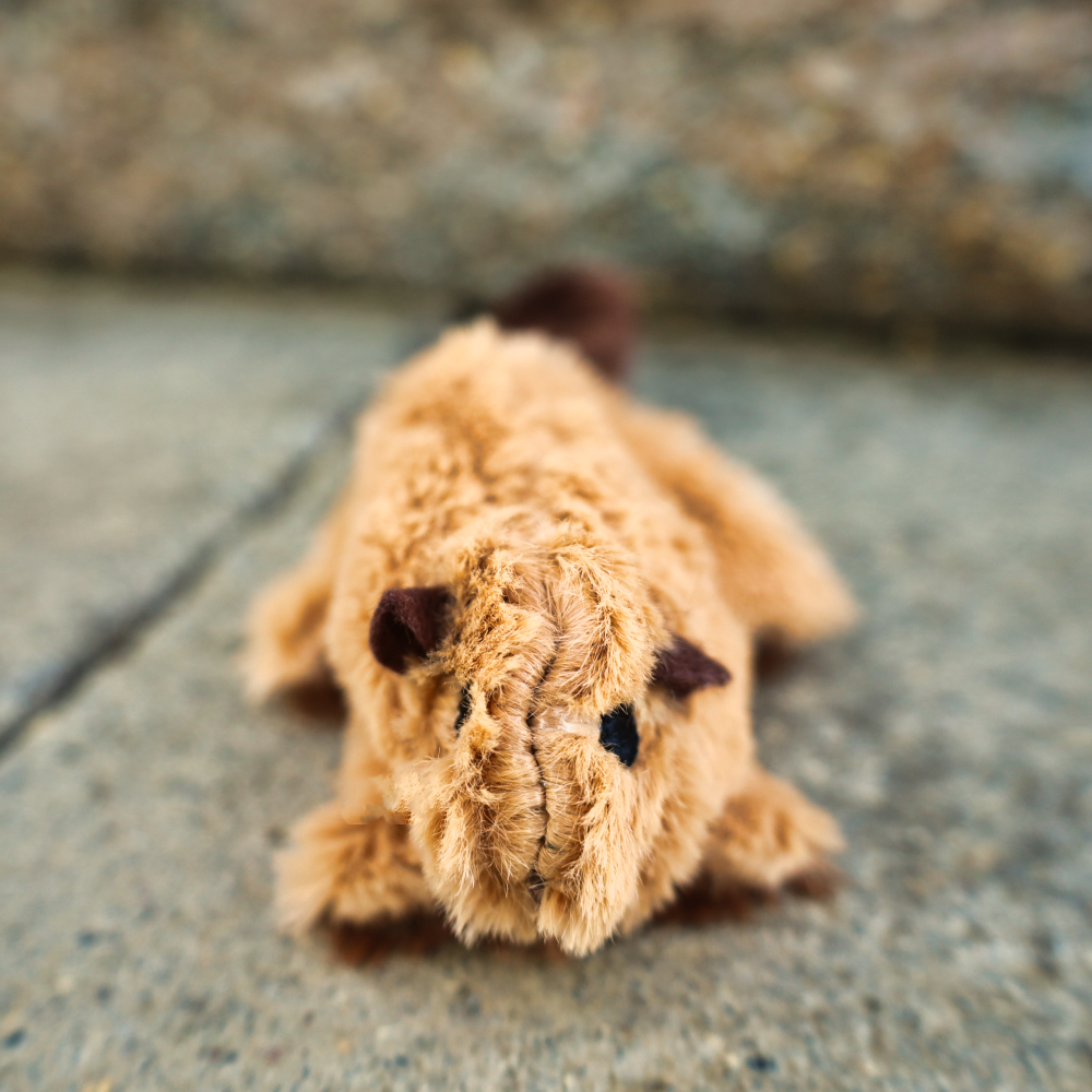 kong small beaver dog chew toy