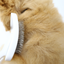 large andis dog brush