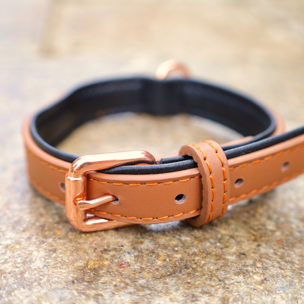 leather dog collar