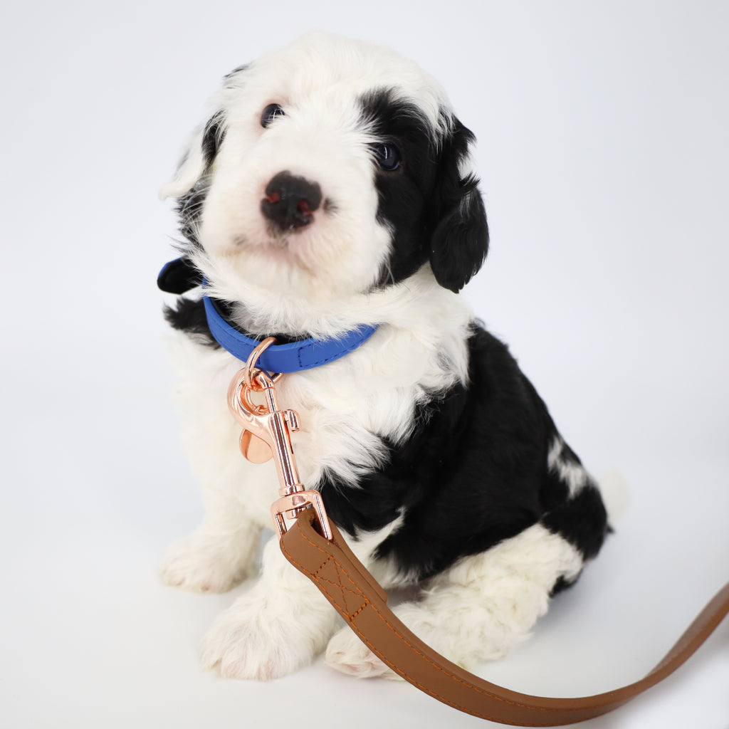 Leather Dog Collars – Little Paws Unleashed