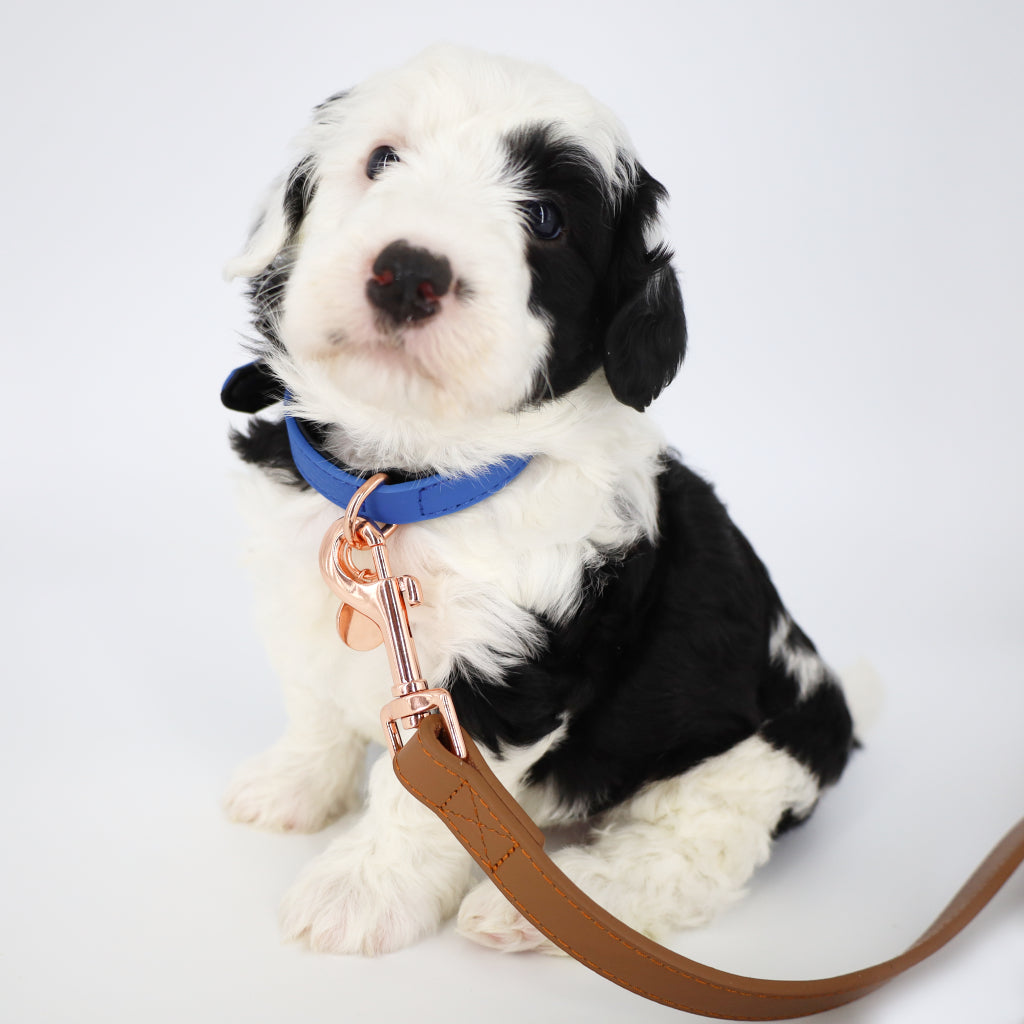 leather puppy collars