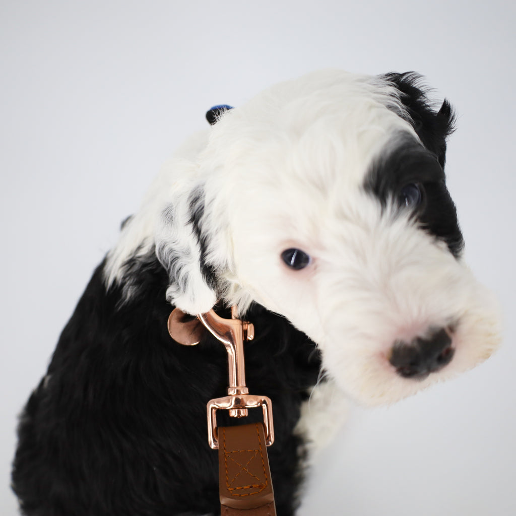 leather puppy leashes