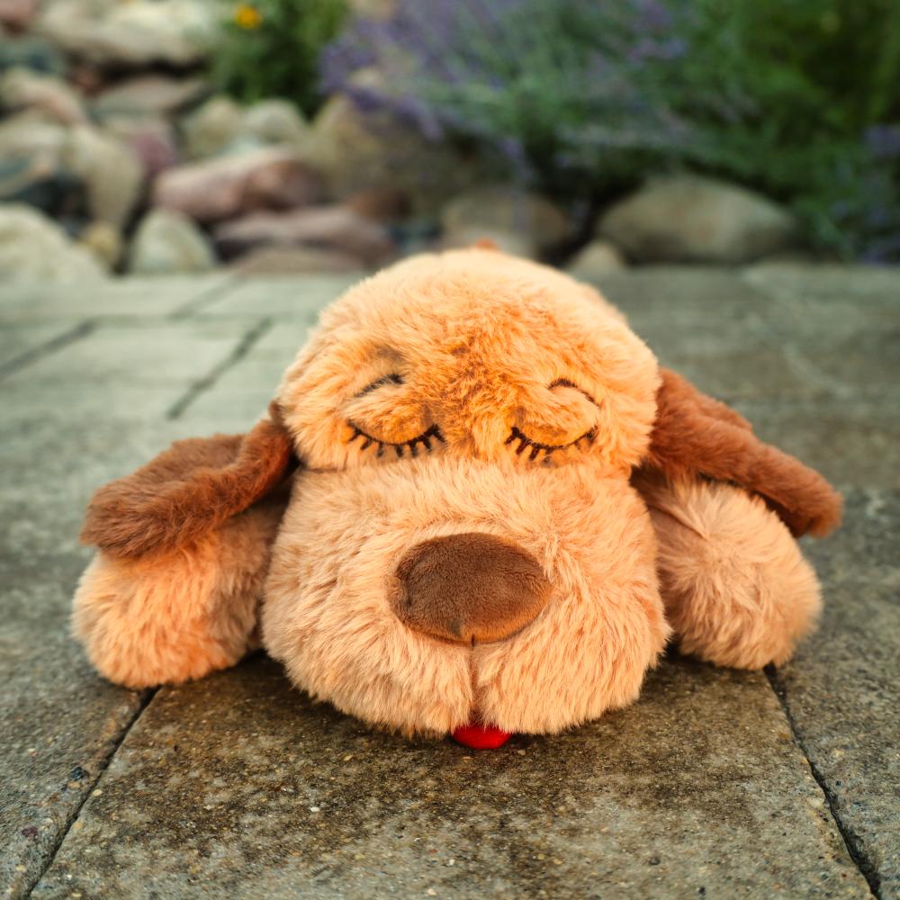 light brown snuggle puppy