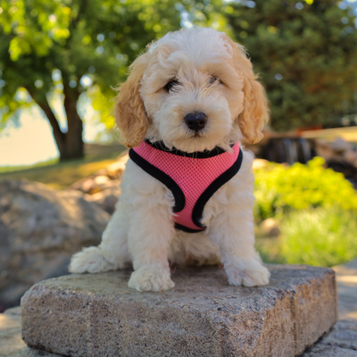 puppy harness