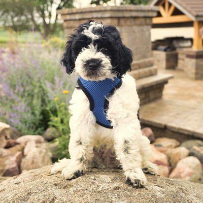 puppy harness