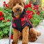 red plaid dog puppy hoodie