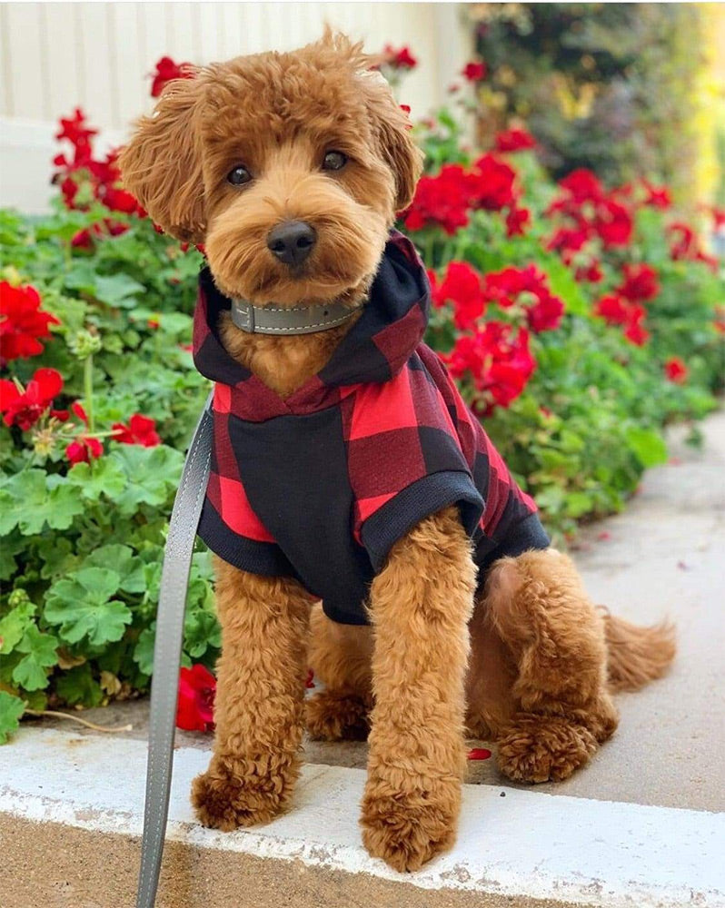 red plaid dog puppy hoodie