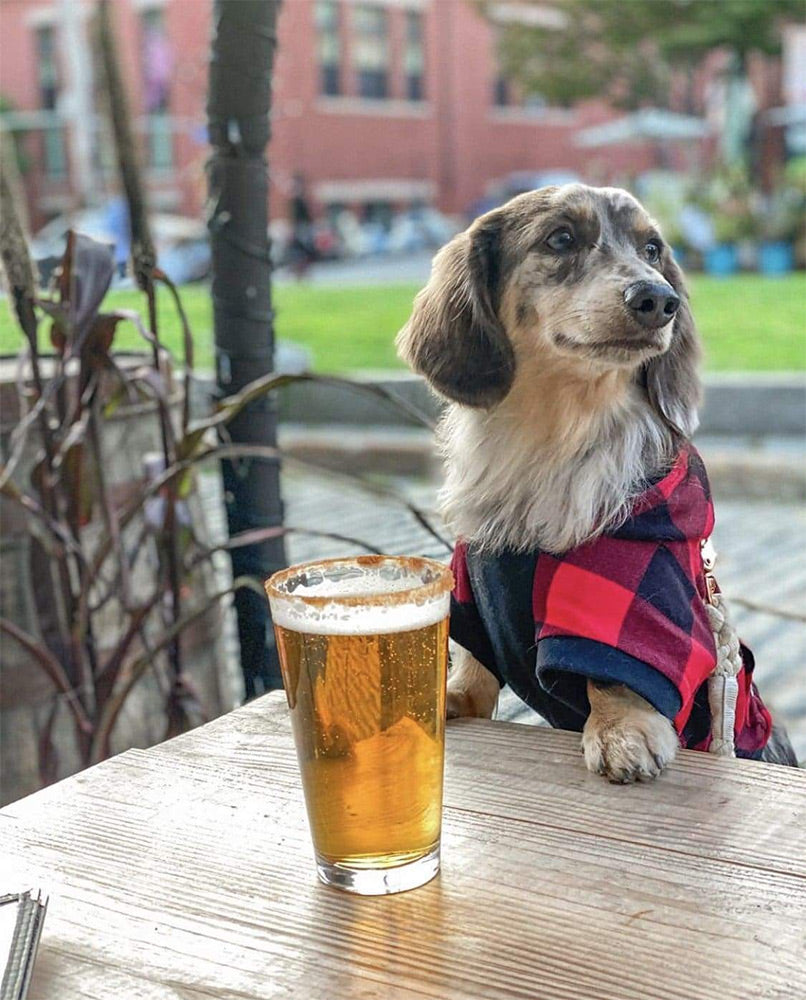 red puppy hoodie