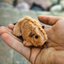 stuffed animals for puppies