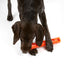 Crinkle Stuff Stick Rubber Dog Toy