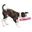 Crinkle Stuff Stick Rubber Dog Toy